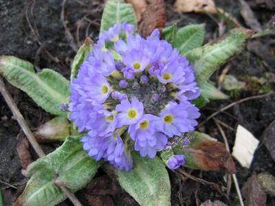 primula denticulata blau