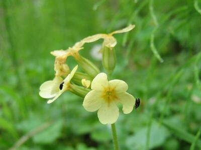 primula elatior