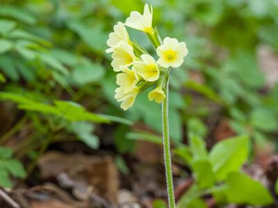 primula elatior habitus