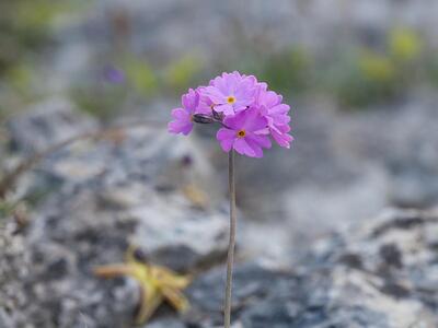 primula farinosa