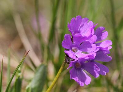 primula glutinosa