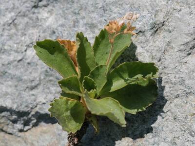 primula hirsuta