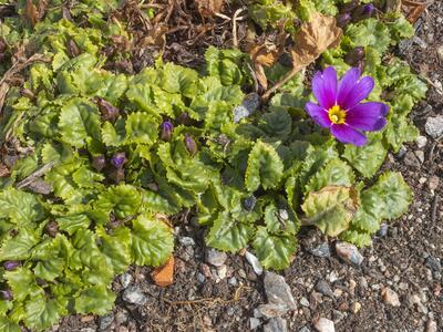 primula juliae