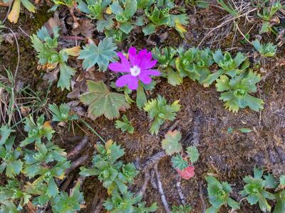 primula minima