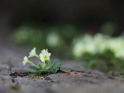 primula vulgaris