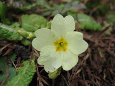 primula vulgaris bluete