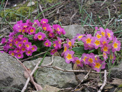 primula vulgaris sibthorpii