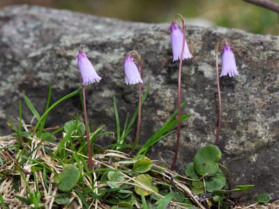 soldanella alpicola