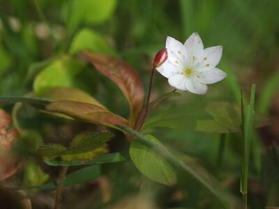 trientalis europaea