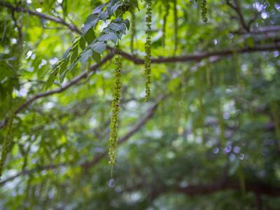 pterocarya faxinifolia