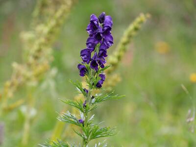 aconitum compactum