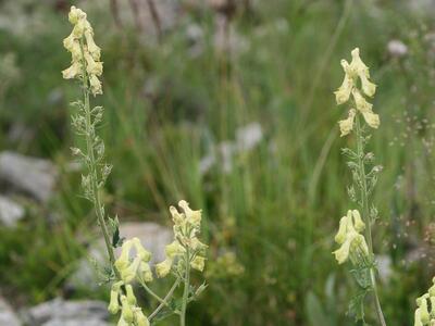 aconitum lycoctonum ssp lycoctonum