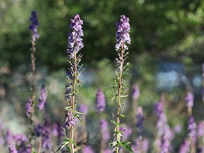 aconitum lycoctonum ssp septentrionale