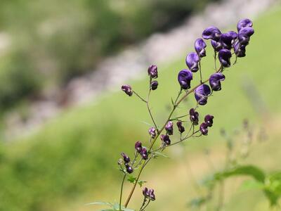 aconitum napellus