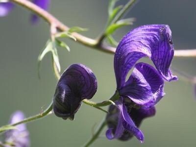 aconitum napellus detail