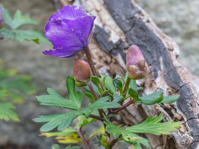 aconitum tanguticum