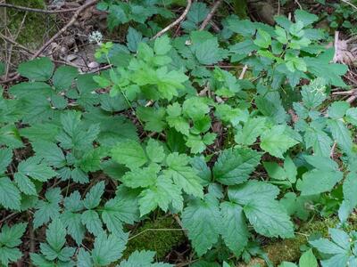 actaea spicata