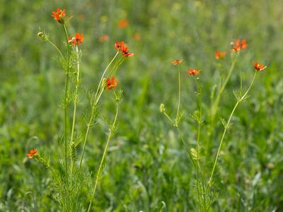 adonis aestivalis ssp aestivalis