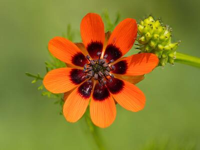 adonis aestivalis ssp aestivalis detail