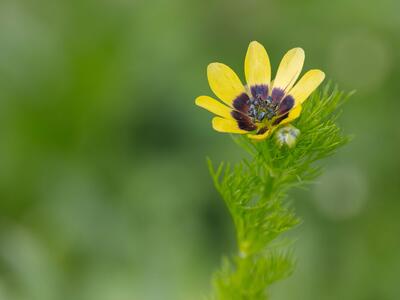 adonis aestivalis ssp citrinus