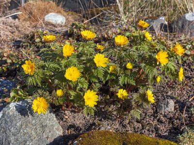 adonis amurensis habitus