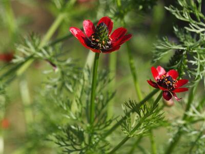 adonis flammea