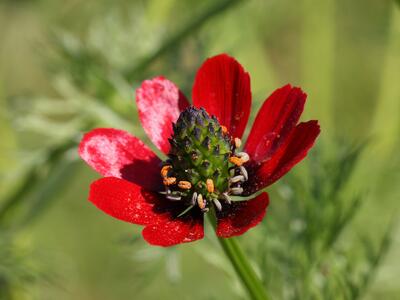 adonis flammea detail