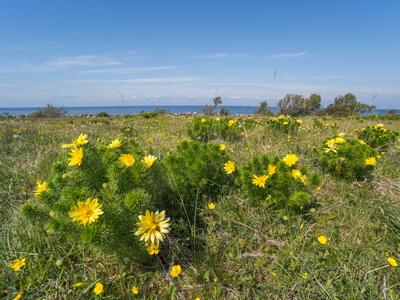 adonis vernalis