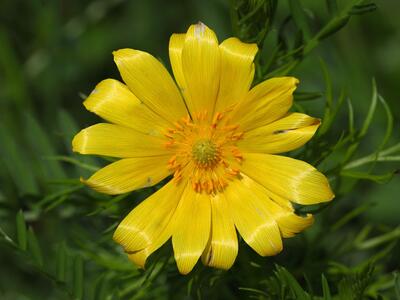 adonis vernalis detail