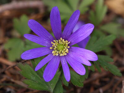 anemone blanda