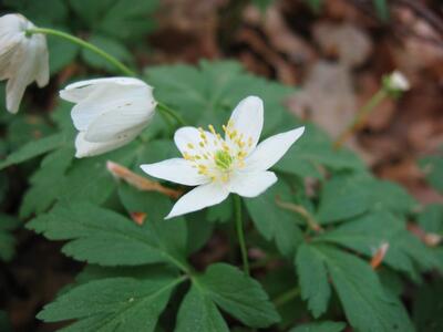 anemone nemorosa