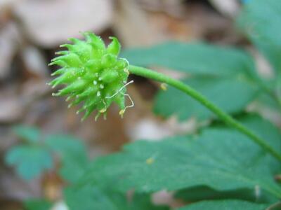 anemone nemorosa frucht