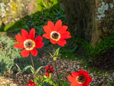 anemone pavonina