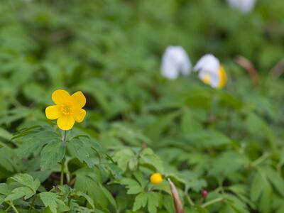 anemone ranunculoides