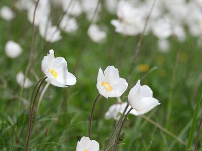 anemone sylvestris habitus