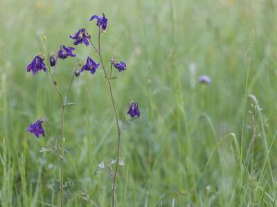 aquilegia vulgaris