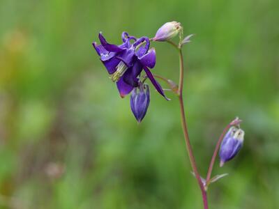 aquilegia vulgaris detail