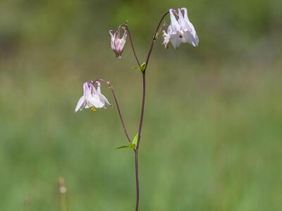 aquilegia vulgaris weiss