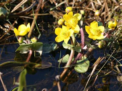 caltha palustris