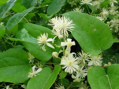 clematis vitalba