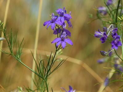 consolida regalis