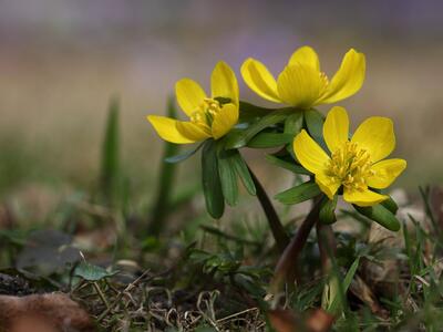 eranthis hyemalis