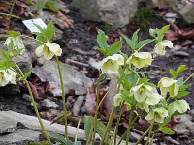 helleborus argutifolius