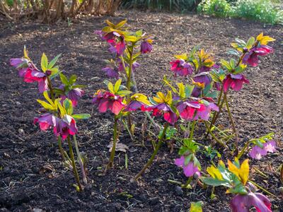 helleborus orientalis