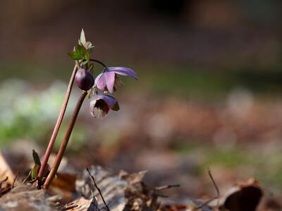 helleborus purpurascens