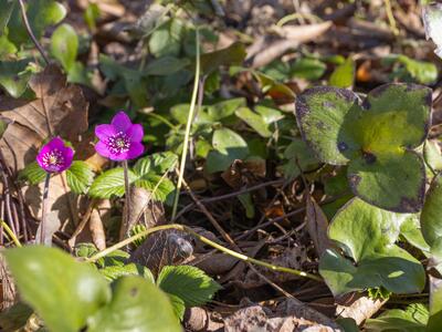 hepatica nobilis var japonica