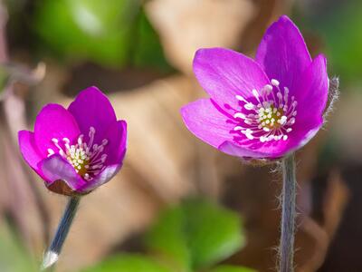 hepatica nobilis var japonica detail