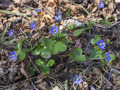 hepatica nobilis var nobilis