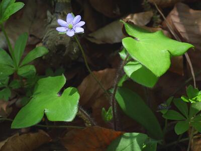 hepatica nobilis var pubescens