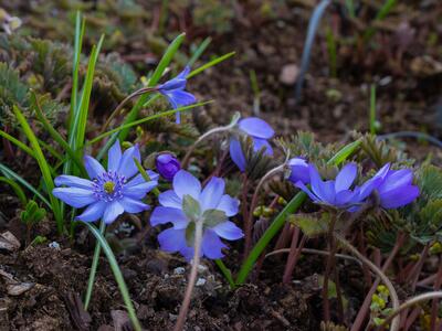 hepatica transsilvanica